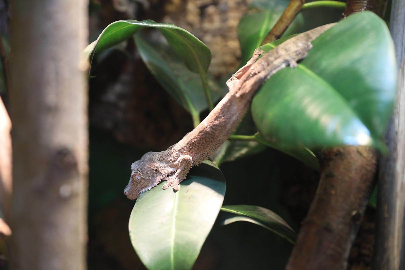 Henkels leaf tailed gecko standing across leaves in wee beasties Image: AMY MIDDLETON 2022
